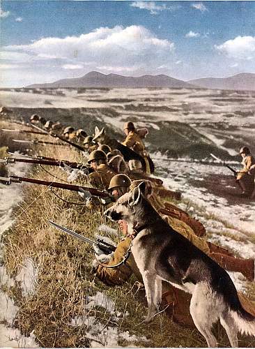 Japanese Army Dogs