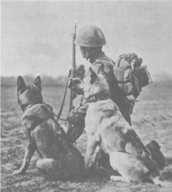 Japanese Army Dogs