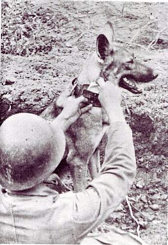 Japanese Army Dogs