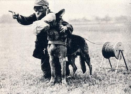 Japanese Army Dogs