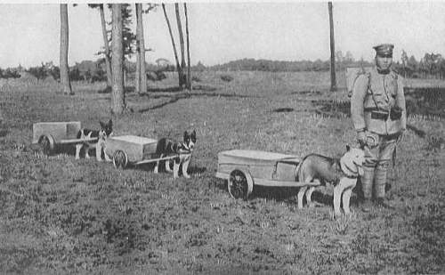 Japanese Army Dogs