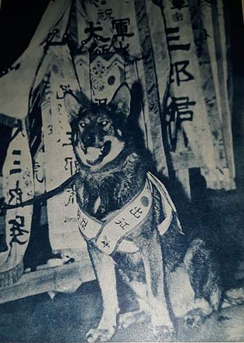 Japanese Army Dogs