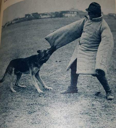 Japanese Army Dogs