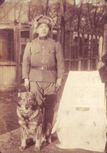 Japanese Army Dogs