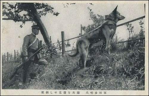 Japanese Army Dogs