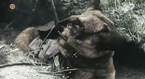 Russian Anti-Tank Dog Mines