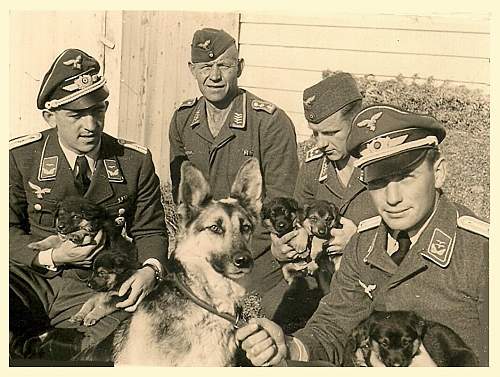 Soldiers and animals :)