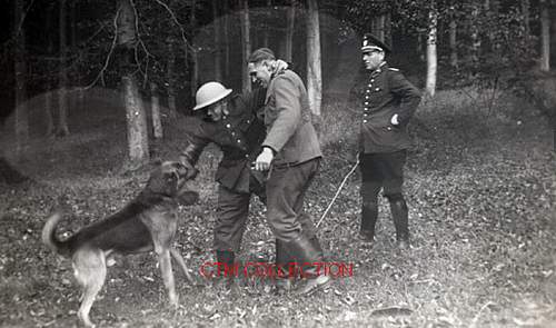 Training a German Sheppard attack dog. Are they training him to attack British/Canadian soldiers?
