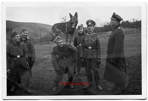 Training a German Sheppard attack dog. Are they training him to attack British/Canadian soldiers?