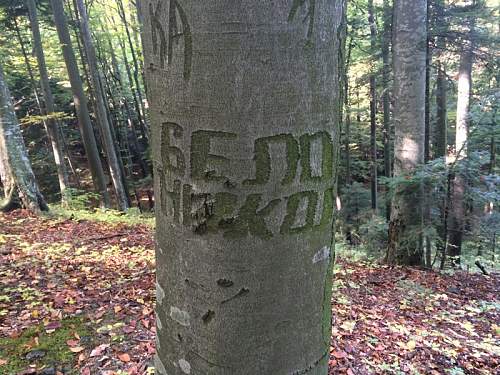 Possible russian engraving on a tree from trench area