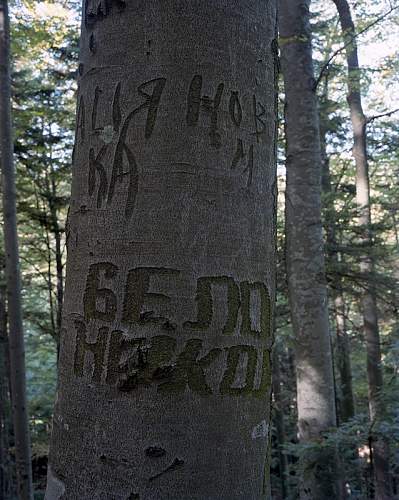 Possible russian engraving on a tree from trench area