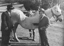 Brigadefuhrer Weber, Inspekteur der SS-Reitschulen