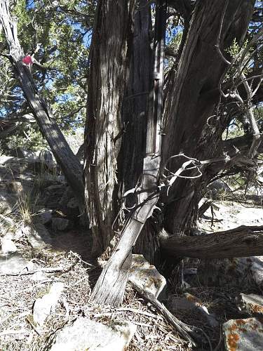 Archaeologists Find 1882 Rifle Leaning Against Nevada Desert Tree