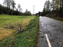 A tree top fell over my car while driving