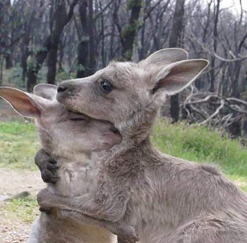 Australian Bush fires (some images may be disturbing)