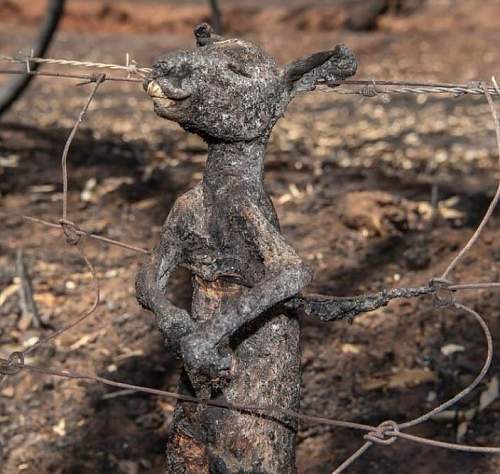 Australian Bush fires (some images may be disturbing)