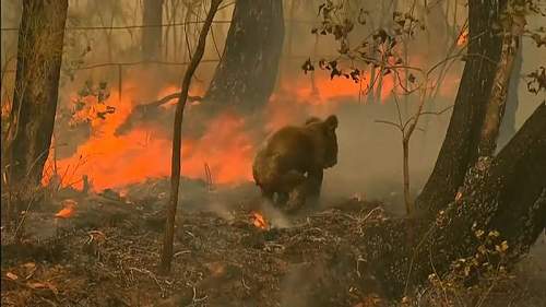 Australian Bush fires (some images may be disturbing)